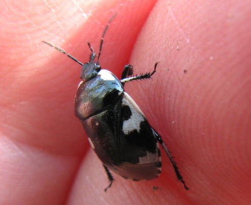 Cydnidae: Tritomegas  bicolor